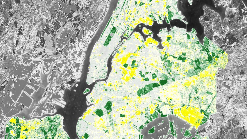 Tree-focused tech aims to bring more shade to vulnerable New Yorkers